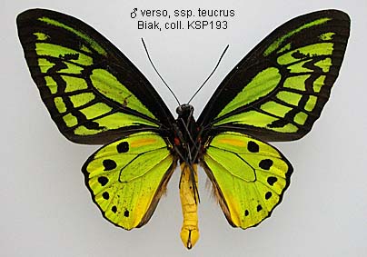 Papua Insects Foundation (Lepidoptera/Papilionidae/Ornithoptera priamus)